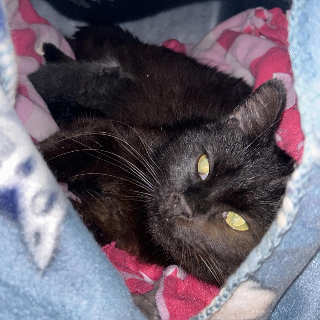 Enlarge Midnight, a Adoptable Domestic Short Hair in Bloomington, IL image 1/6