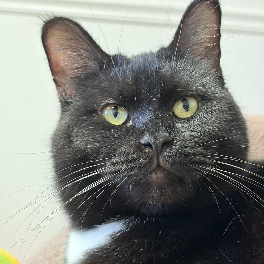 Enlarge Midnight, a Adoptable Domestic Short Hair in Bloomington, IL image 1/6