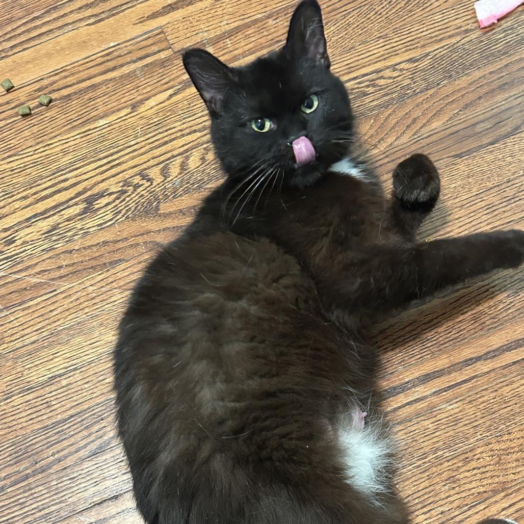 Enlarge Midnight, a Adoptable Domestic Short Hair in Bloomington, IL image 2/6