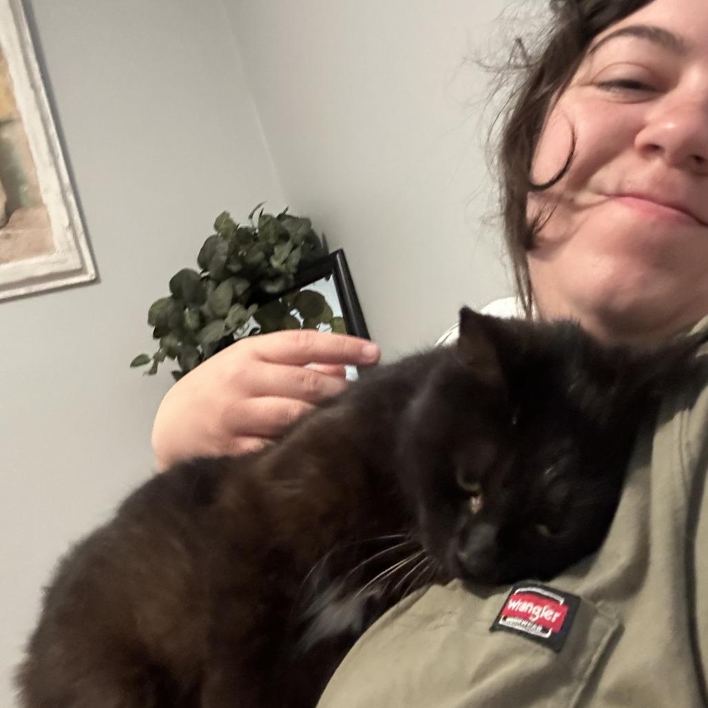 Enlarge Midnight, a Adoptable Domestic Short Hair in Bloomington, IL image 3/6