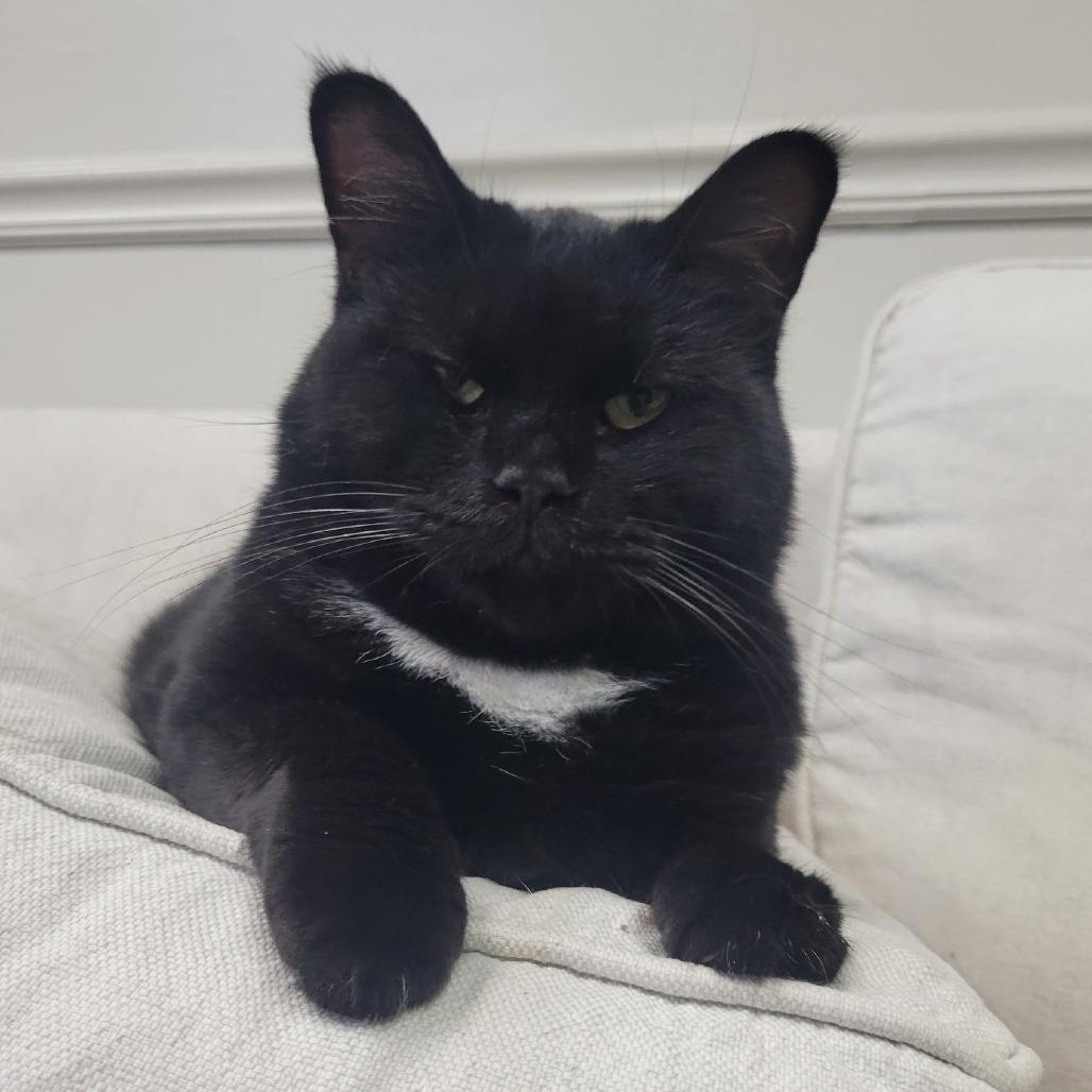 Midnight, Adoptable, Adult Female Domestic Short Hair.