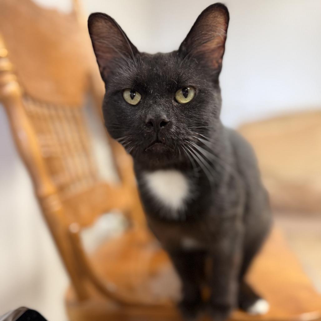 Enlarge Midnight, a Adoptable Domestic Short Hair in Bloomington, IL image 5/6
