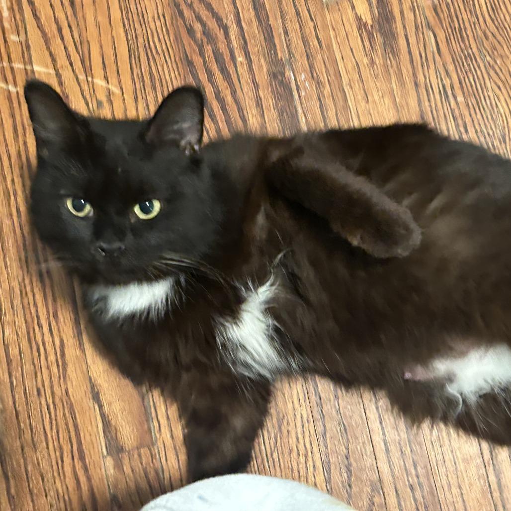 Enlarge Midnight, a Adoptable Domestic Short Hair in Bloomington, IL image 6/6