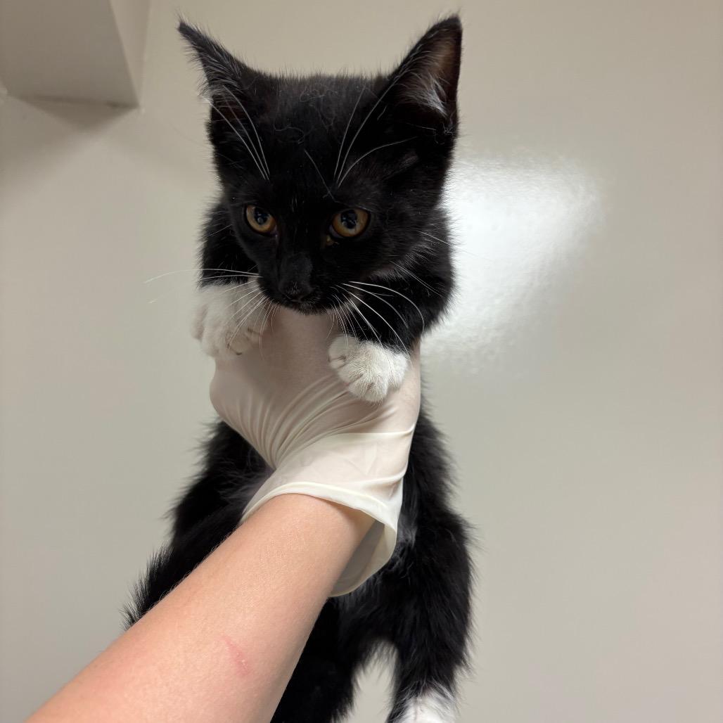 Hermes, Adoptable, Young Male Domestic Short Hair.