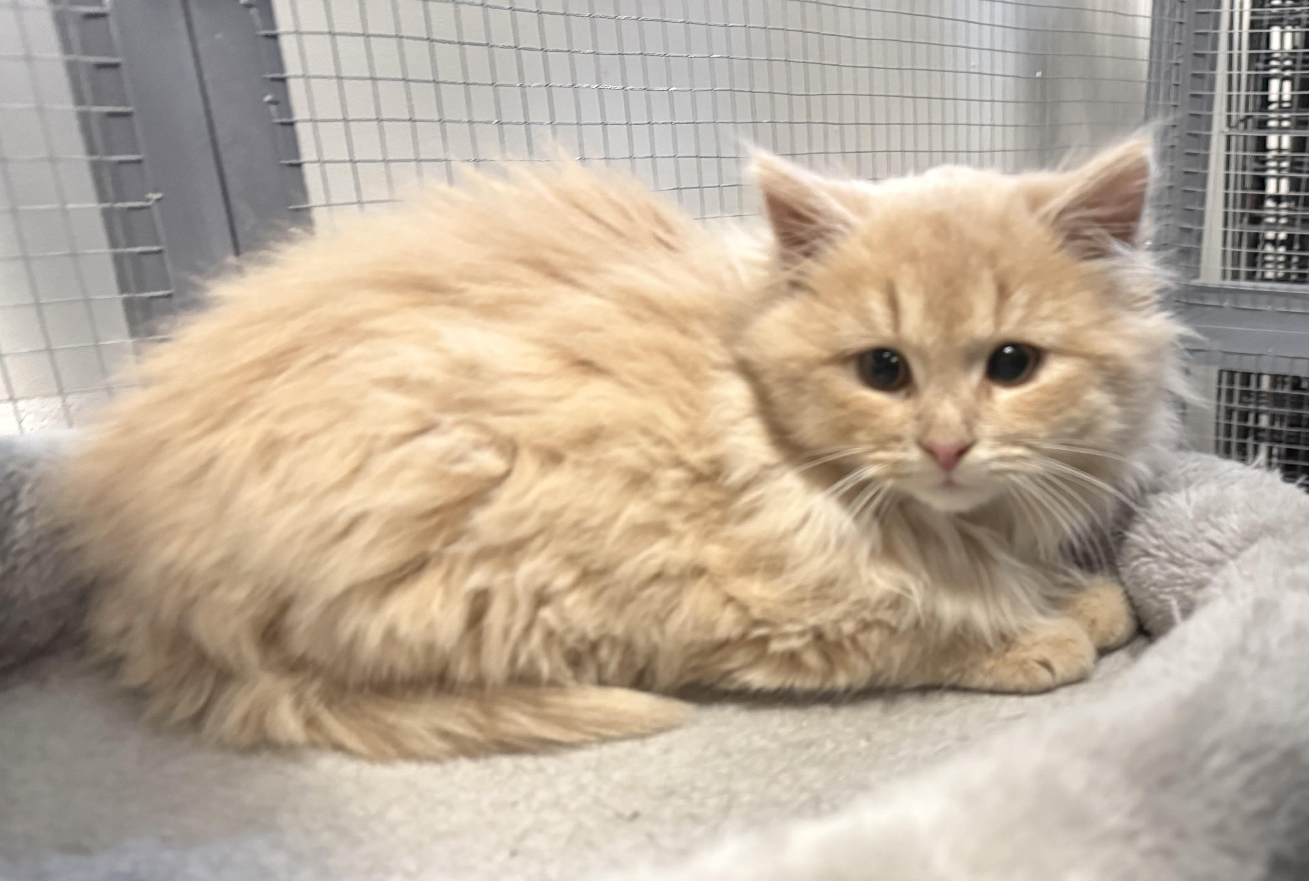 Noah, ADOPTABLE, Kitten Male Domestic Long Hair.