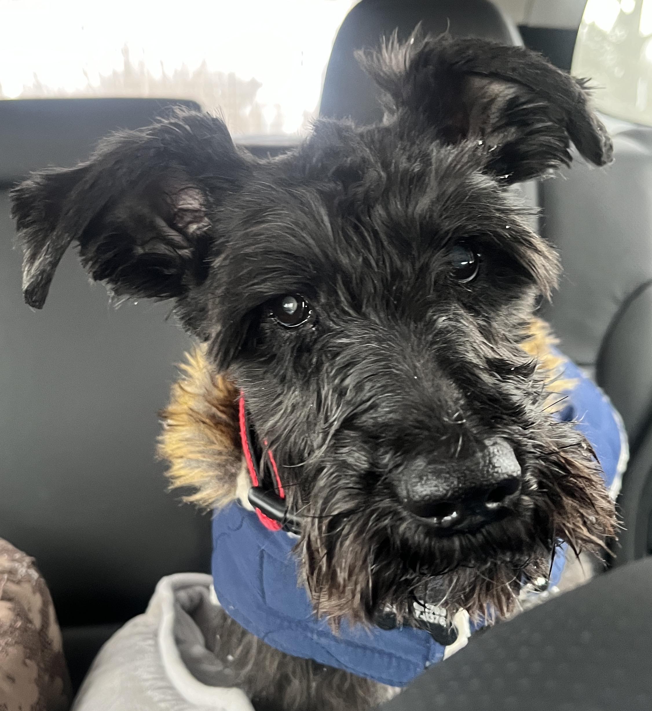 Enlarge Biggie Smalls, a Adoptable Miniature Schnauzer in Troy, MI image 1/5
