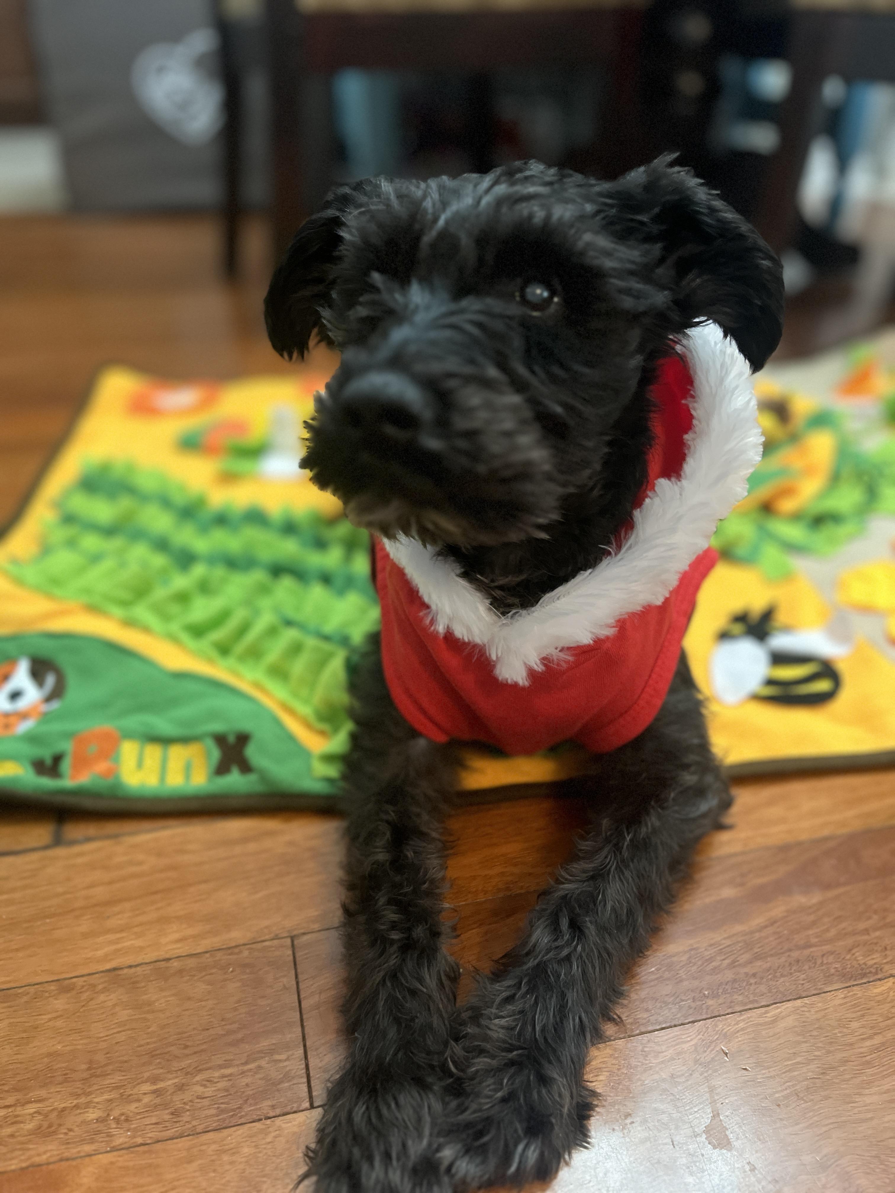 Enlarge Biggie Smalls, a Adoptable Miniature Schnauzer in Troy, MI image 2/5