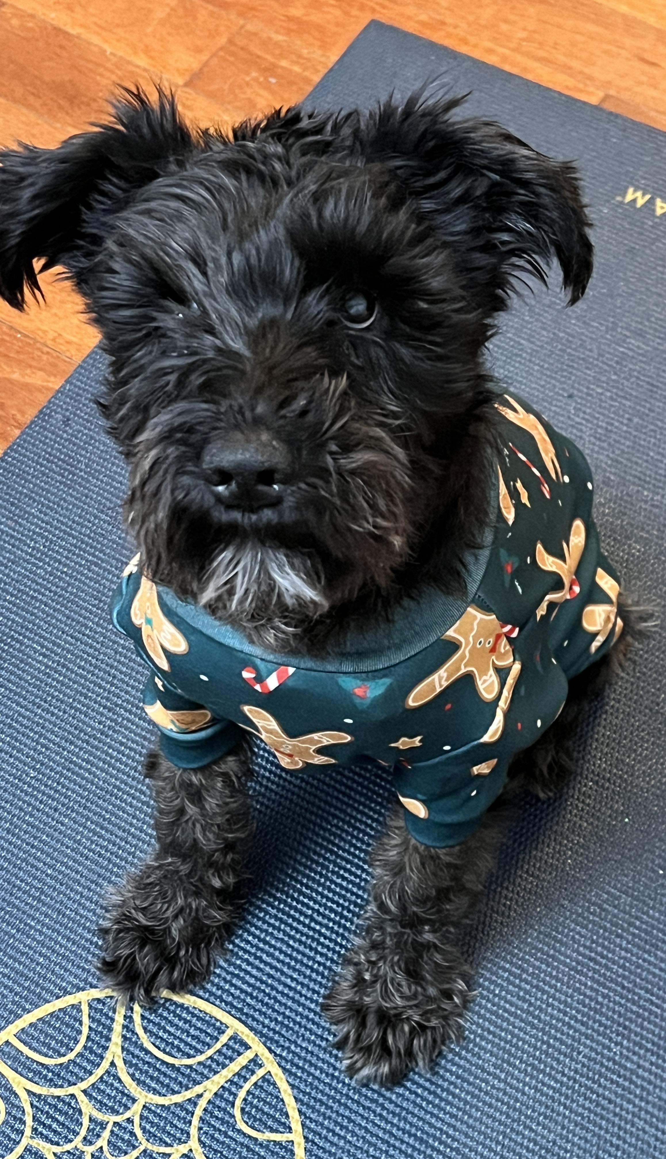 Enlarge Biggie Smalls, a Adoptable Miniature Schnauzer in Troy, MI image 3/5