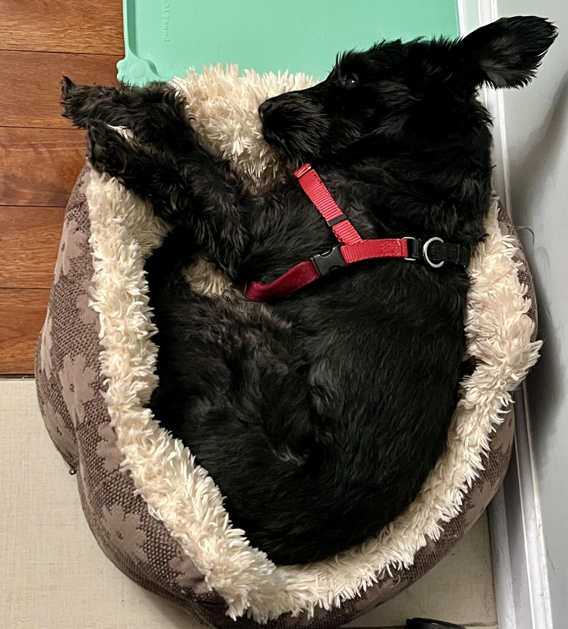 Enlarge Biggie Smalls, a Adoptable Miniature Schnauzer in Troy, MI image 4/5