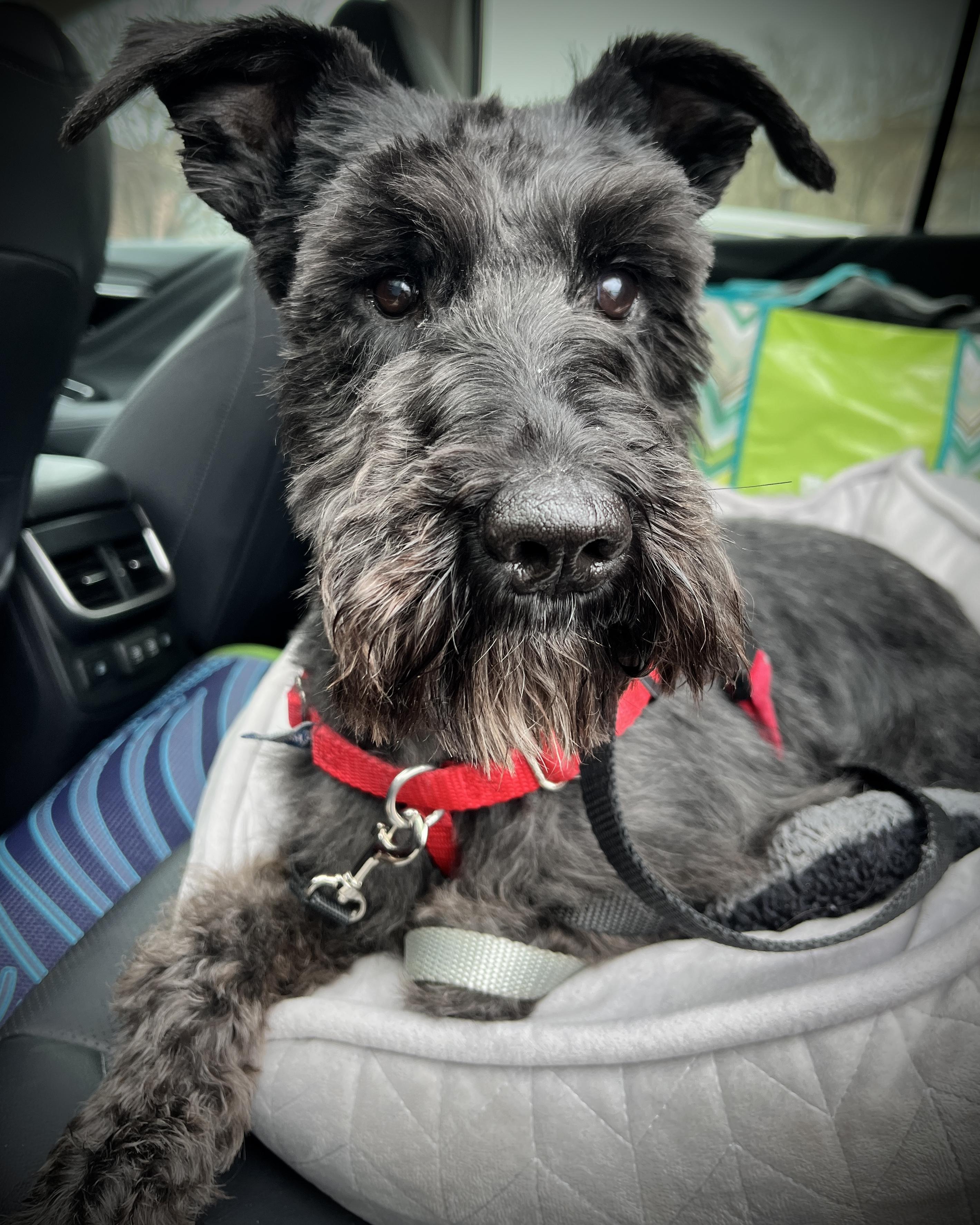 Enlarge Biggie Smalls, a Adoptable Miniature Schnauzer in Troy, MI image 5/6
