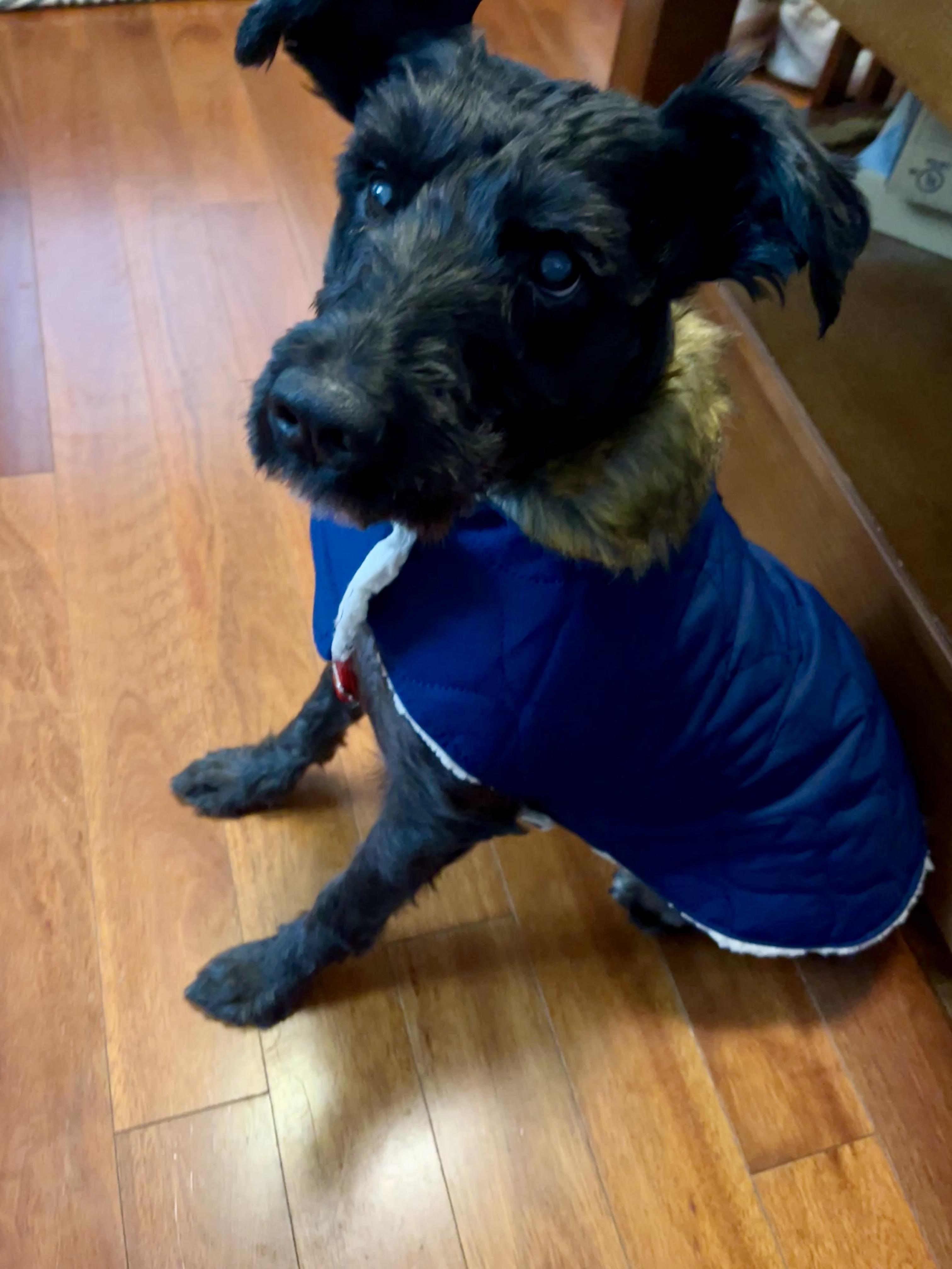 Enlarge Biggie Smalls, a Adoptable Miniature Schnauzer in Troy, MI image 5/5