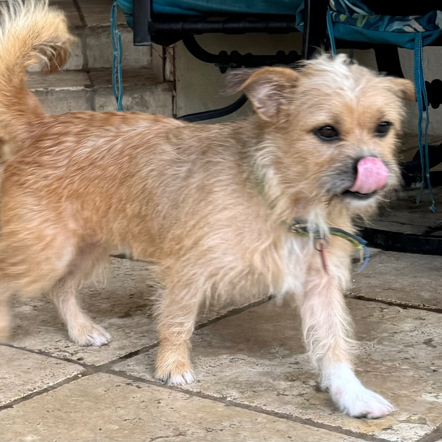 Enlarge Beethoven, a Adoptable Terrier in Houston, TX image 4/5