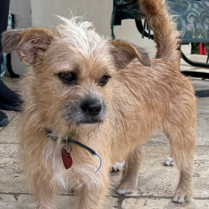 Enlarge Beethoven, a Adoptable Terrier in Houston, TX image 5/5