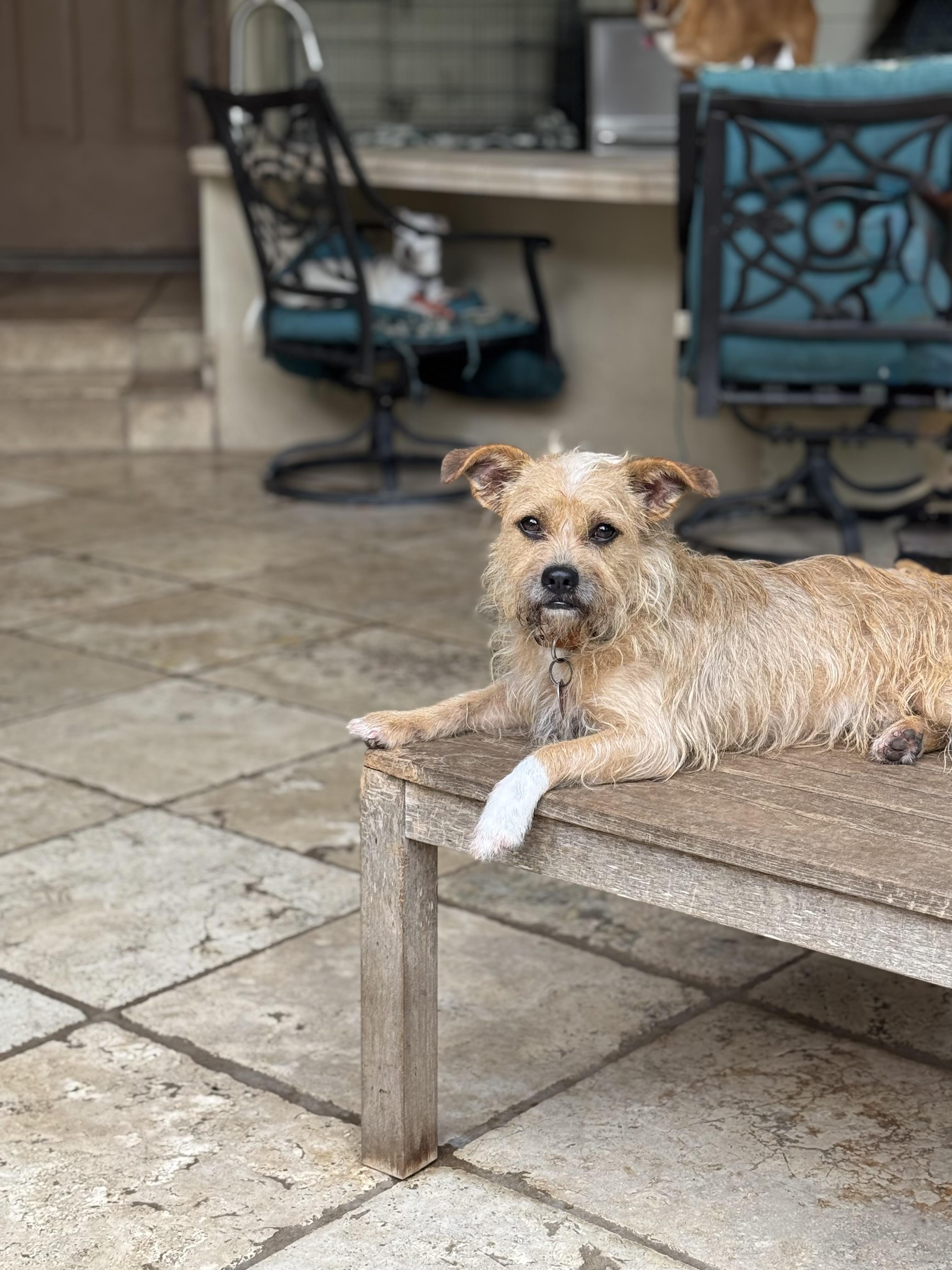 Beethoven, Adoptable, Adult Male Terrier.