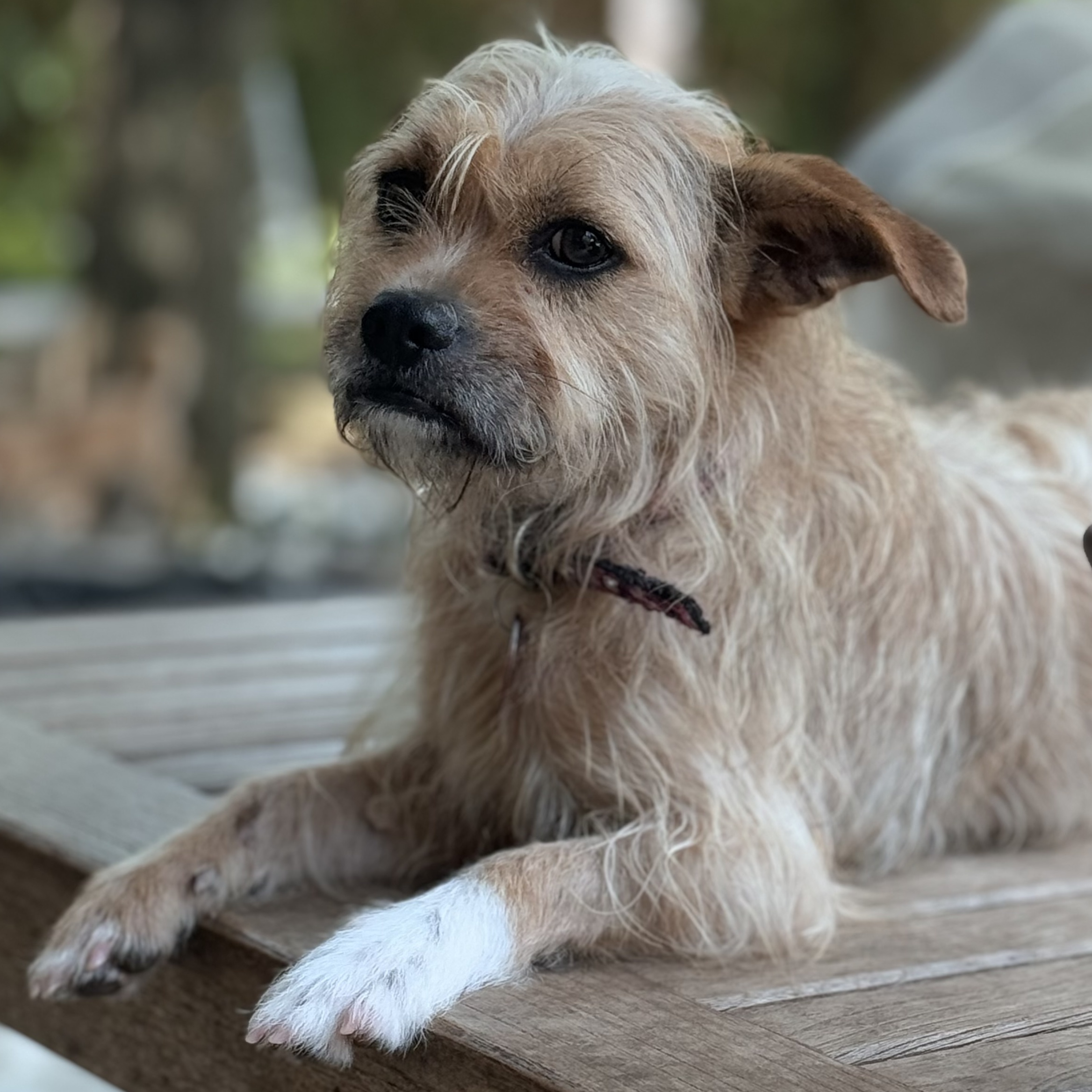 Enlarge Beethoven, a Adoptable Terrier in Houston, TX image 3/5