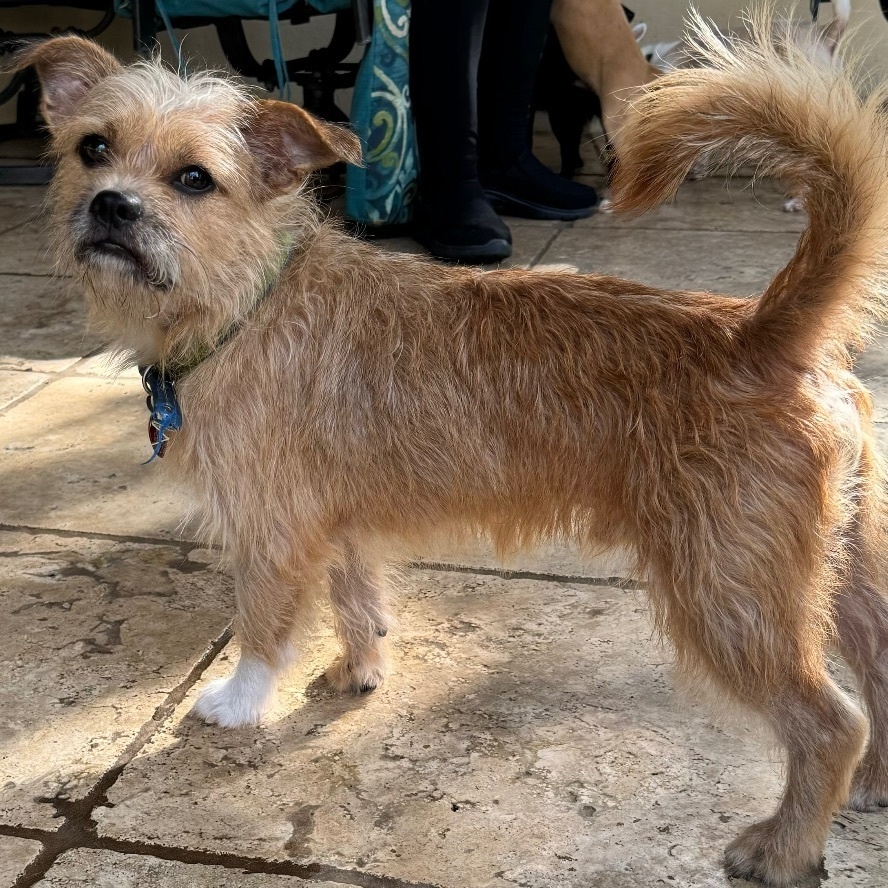 Enlarge Beethoven, a Adoptable Terrier in Houston, TX image 2/5