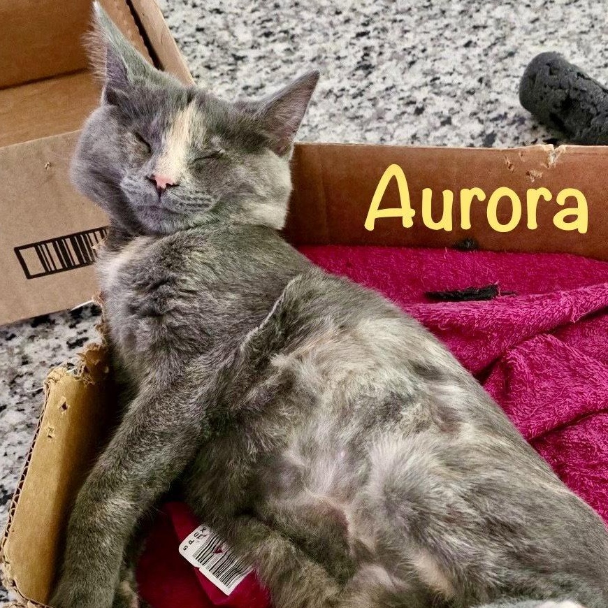 Aurora (Bonded with Bandit), a Adoptable Domestic Short Hair in Reston, VA image 1/3