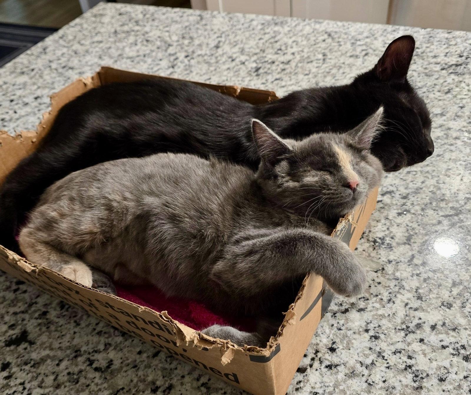 Aurora (Bonded with Bandit), a Adoptable Domestic Short Hair in Reston, VA image 2/3