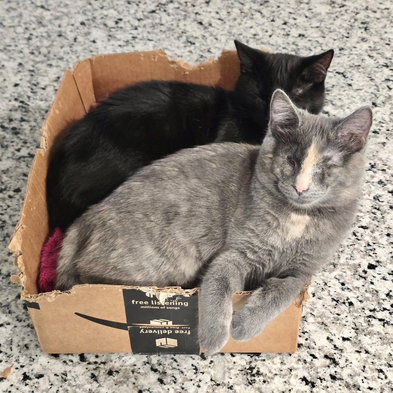 Aurora (Bonded with Bandit), a Adoptable Domestic Short Hair in Reston, VA image 3/3