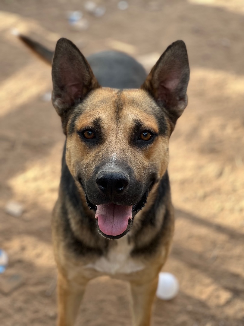 Blitz, Adult Male German Shepherd Dog