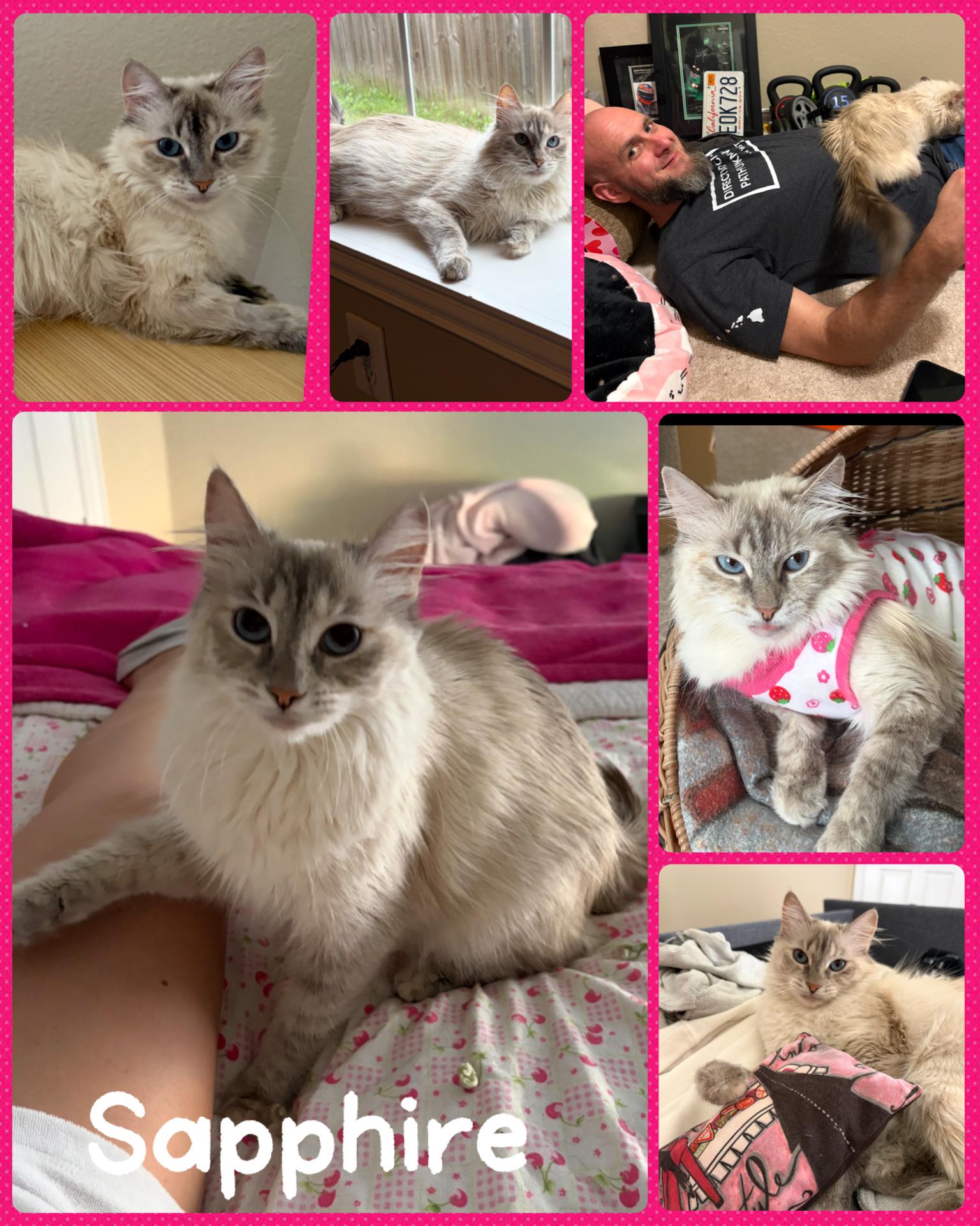 Sapphire, adopted, Adult Female Siamese & Domestic Medium Hair.