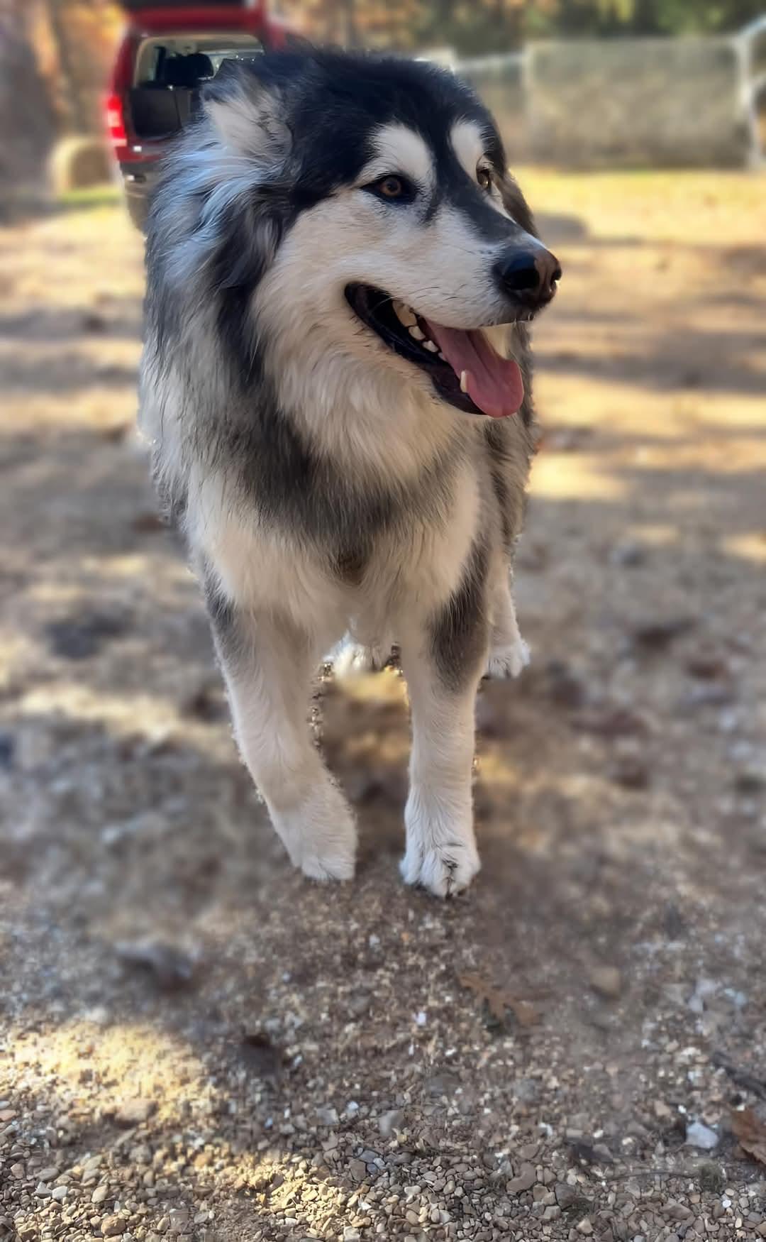 Nala, Adopted, Adult Female Alaskan Malamute.
