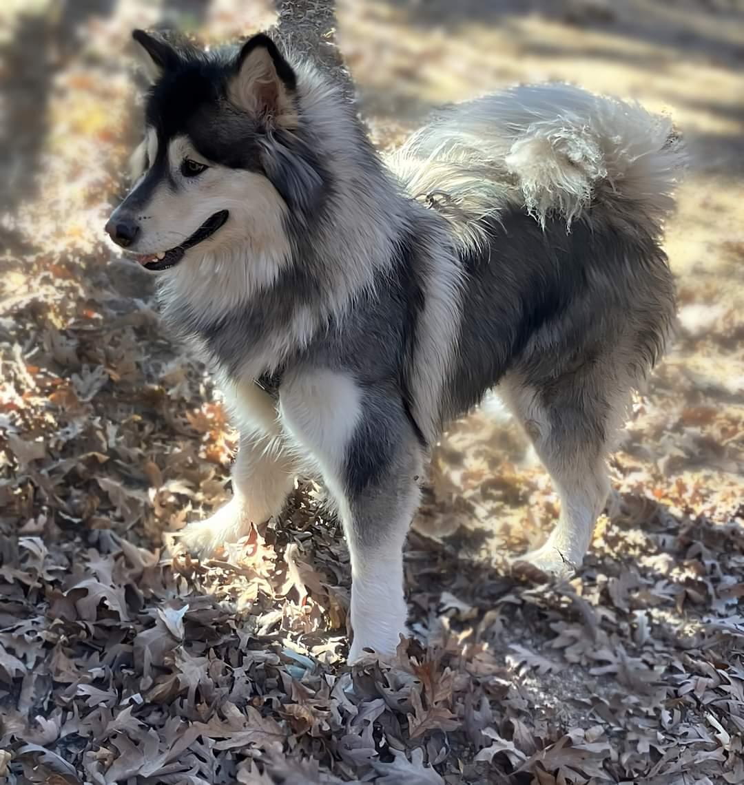 Enlarge Nala, a Adopted Alaskan Malamute in St. James, MO image 2/2
