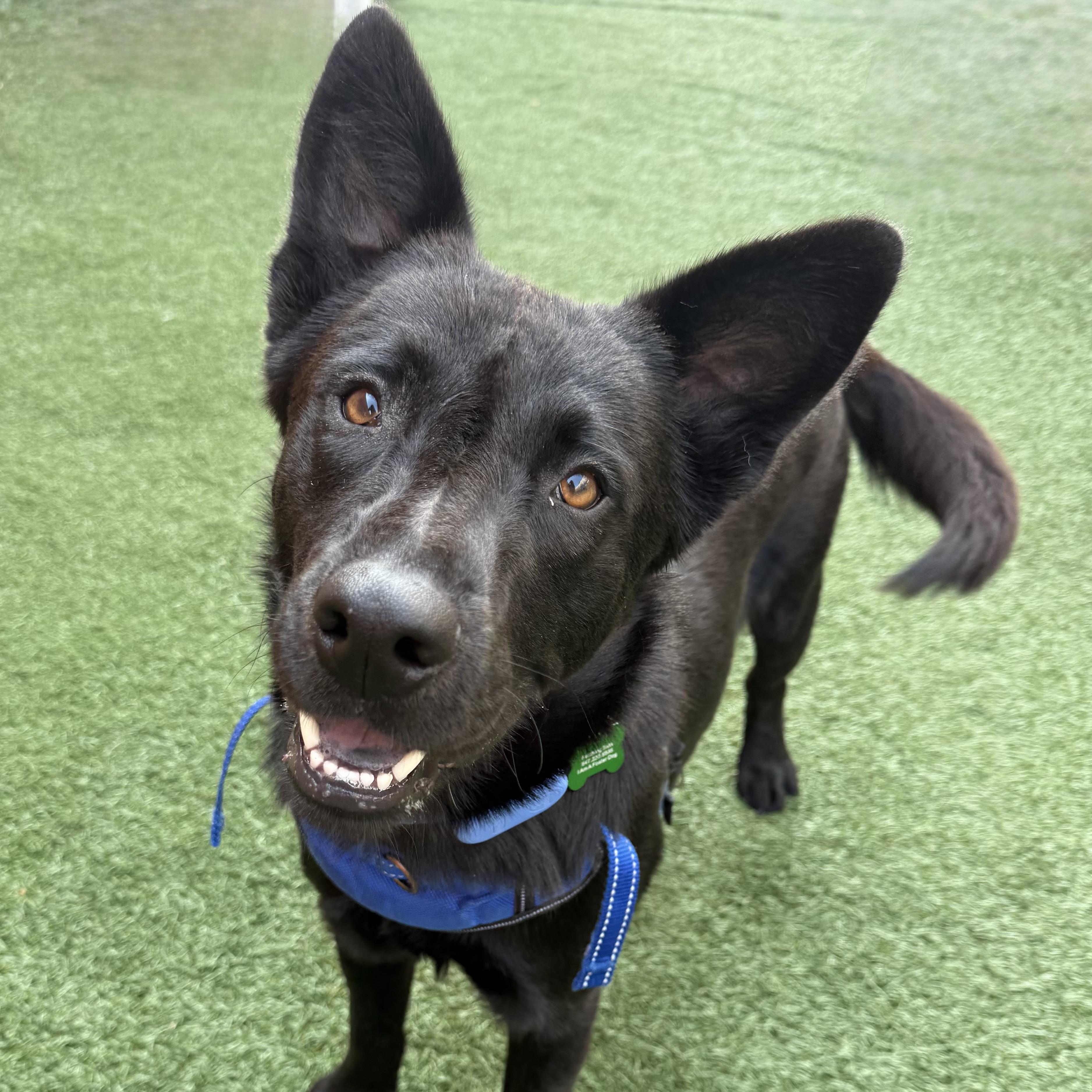 Enlarge Quigley, an adoptable mixed breed in Schaumburg, IL image 3/4