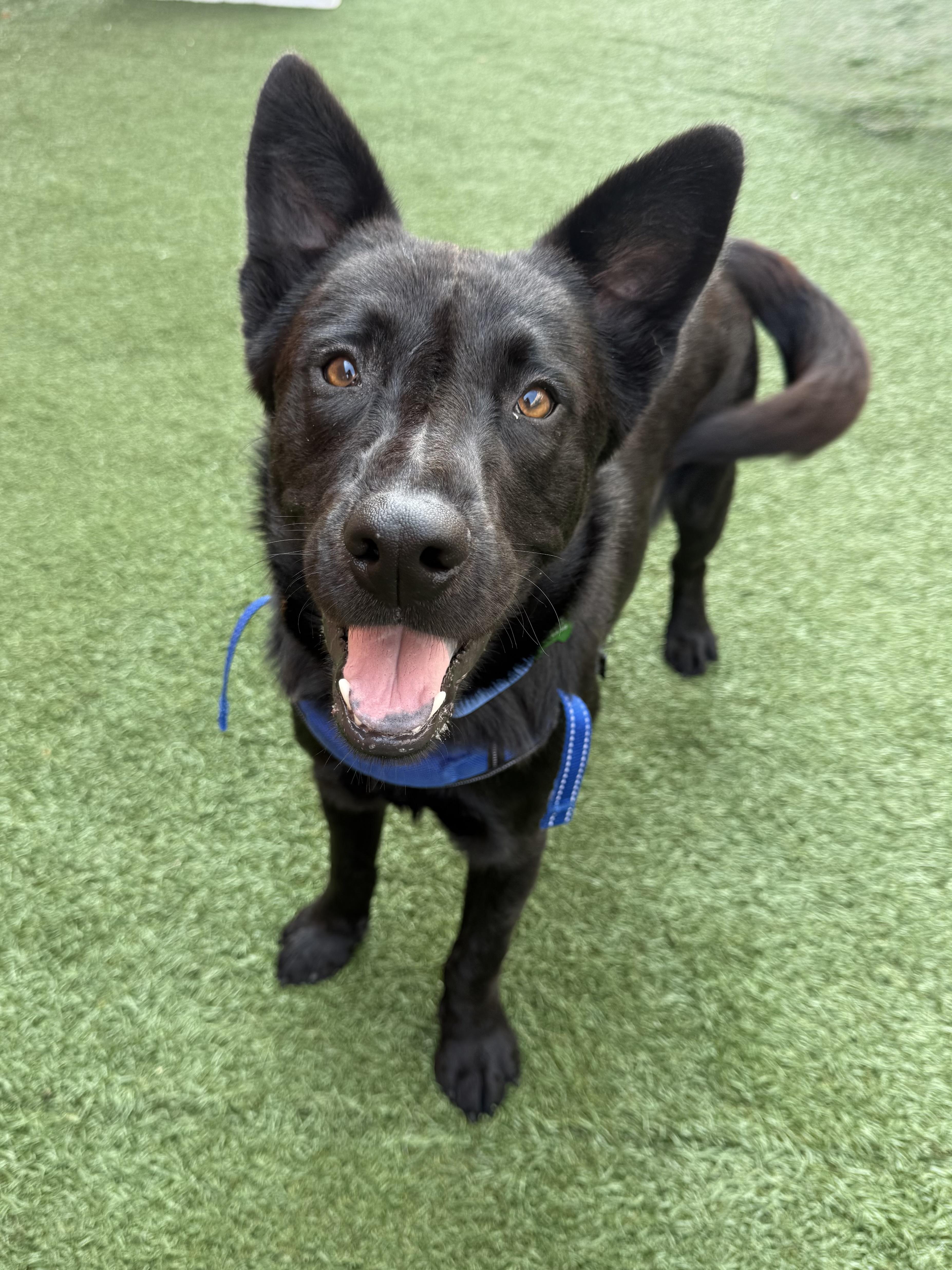 Quigley, adoptable, Young Male Shepherd.