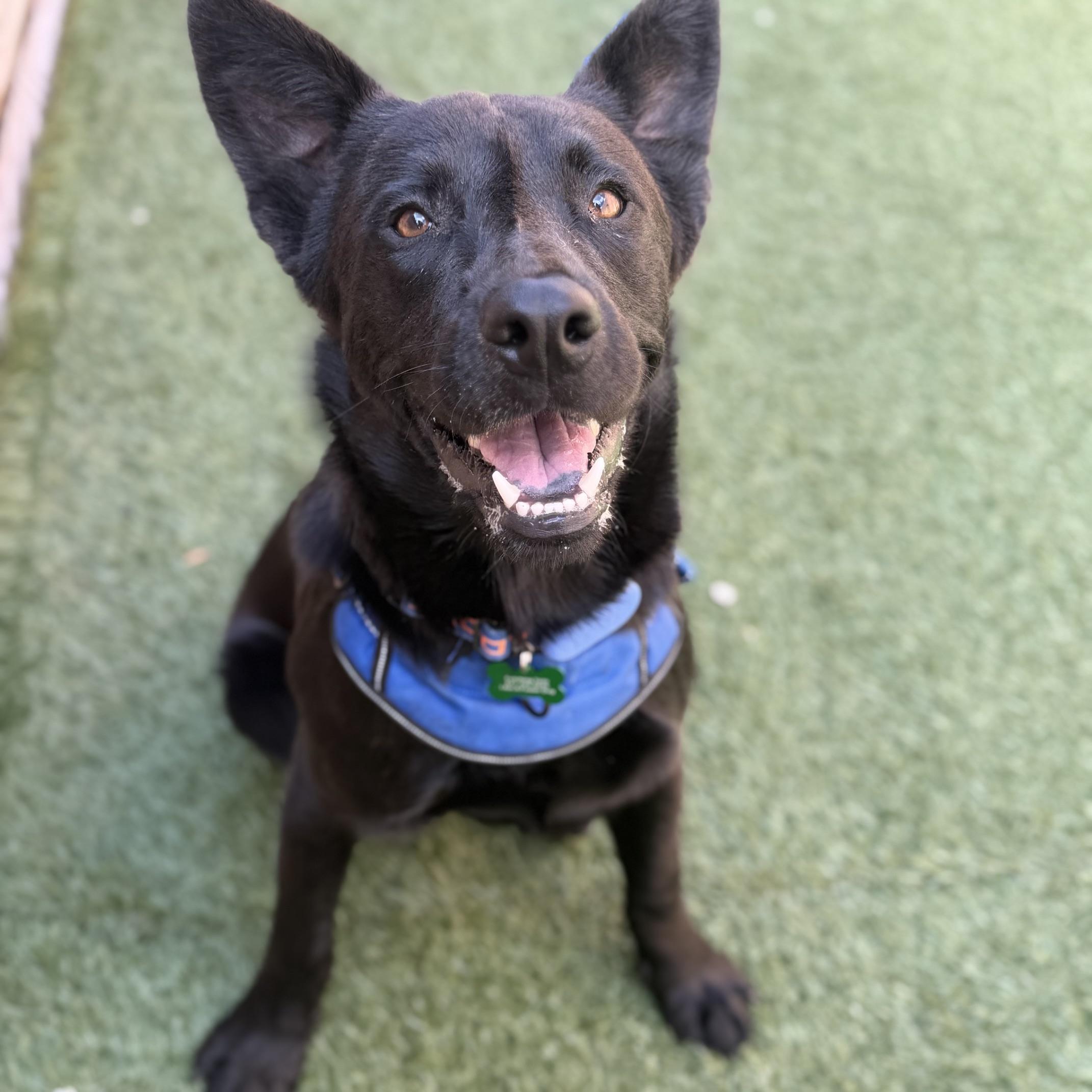 Enlarge Quigley, an adoptable mixed breed in Schaumburg, IL image 4/4