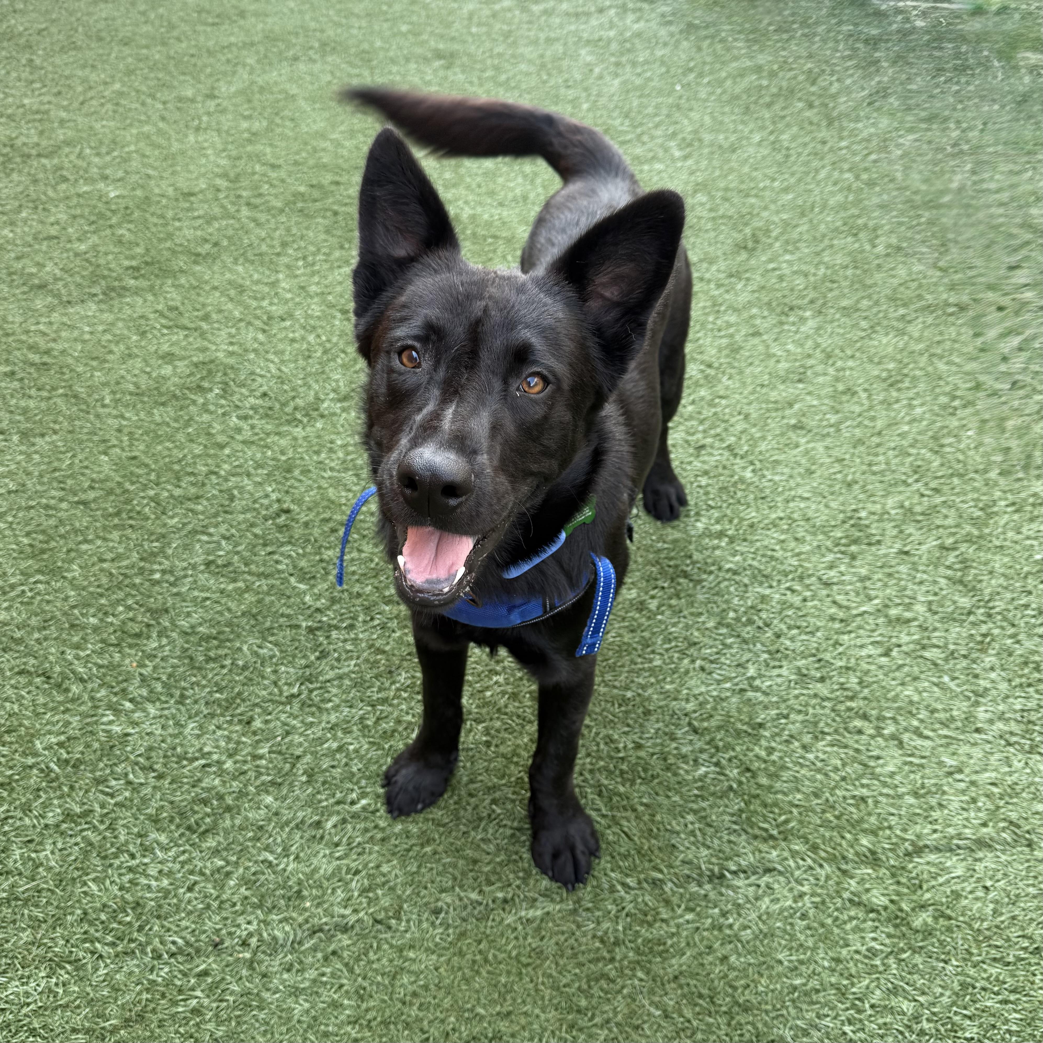 Enlarge Quigley, an adoptable mixed breed in Schaumburg, IL image 2/4