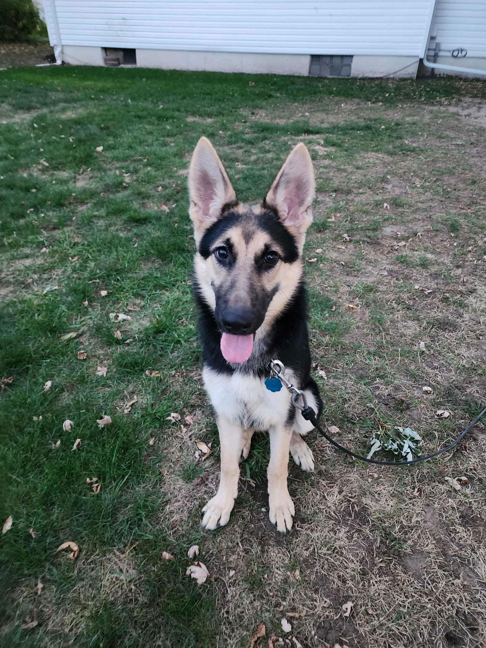 Koda, a Adoptable German Shepherd Dog in Hugo, MN image 1/3