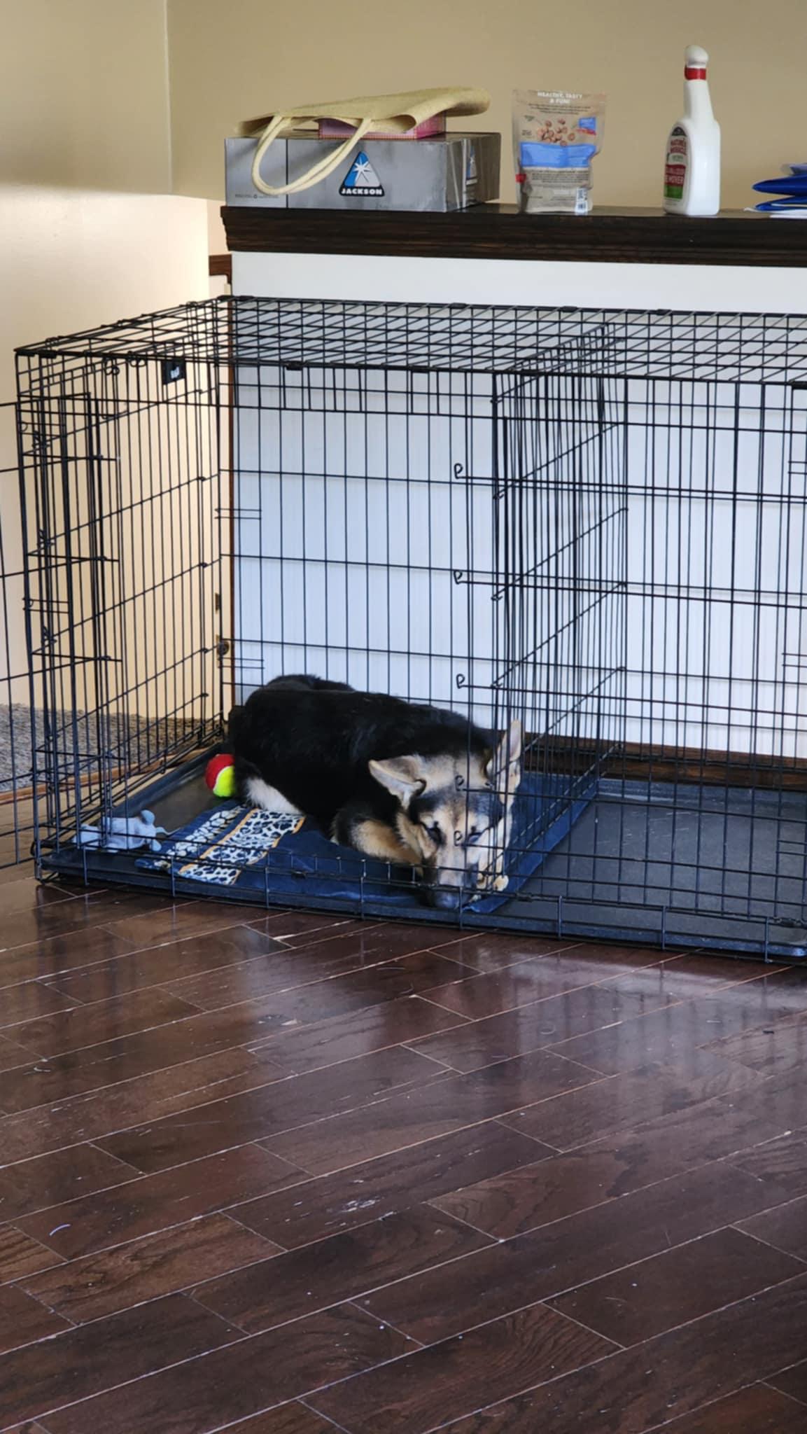 Koda, a Adoptable German Shepherd Dog in Hugo, MN image 2/3