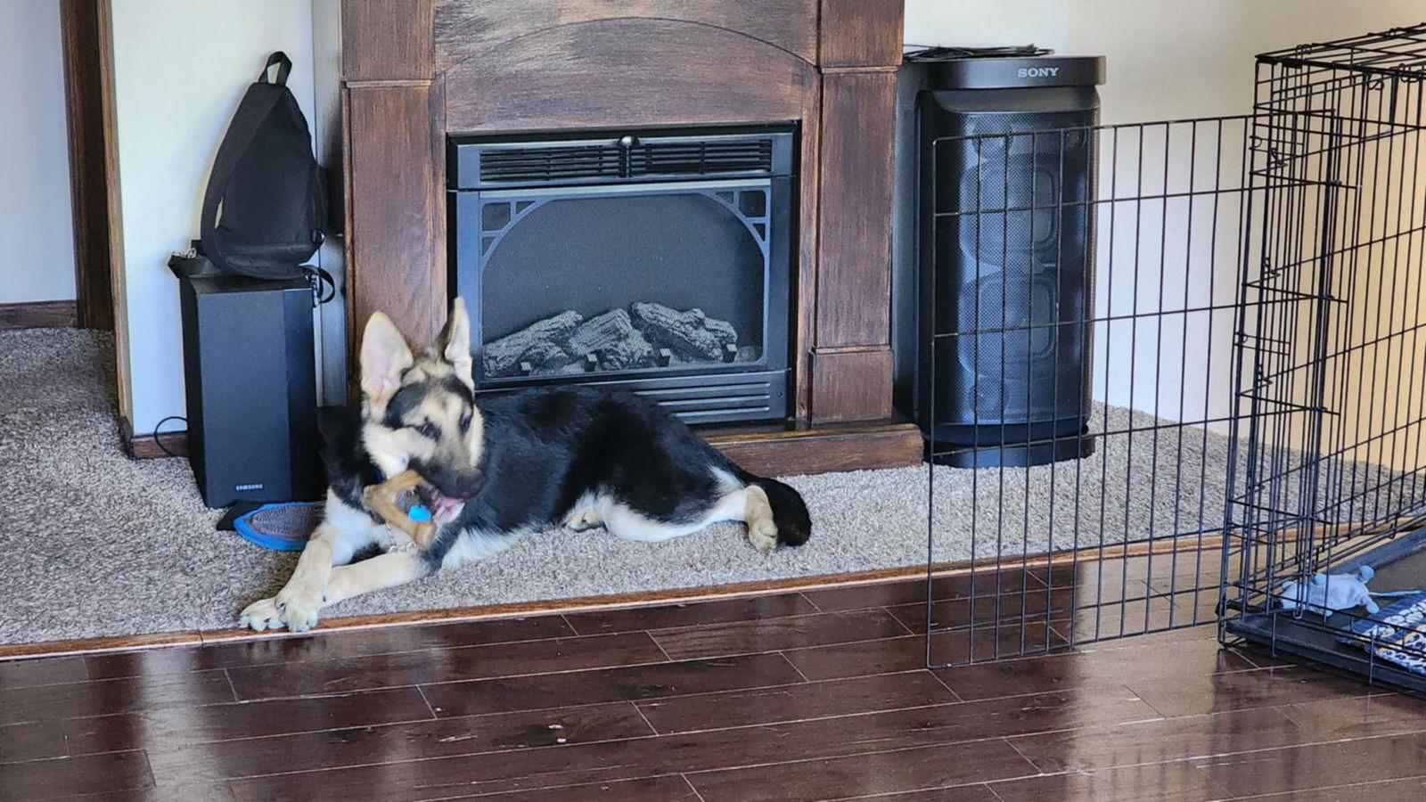 Koda, a Adoptable German Shepherd Dog in Hugo, MN image 3/3