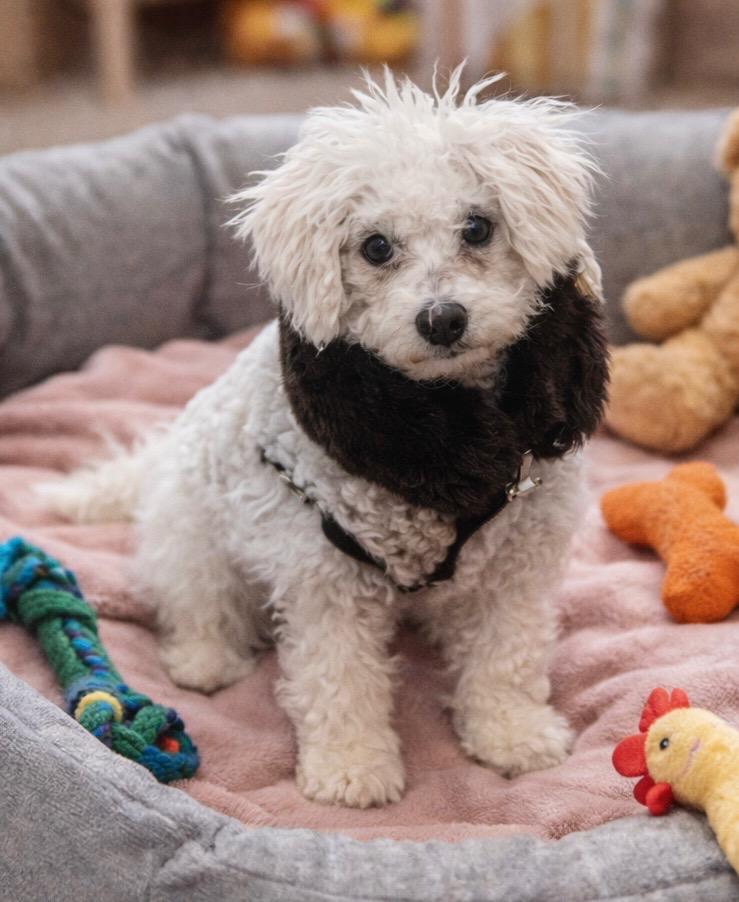 Enlarge Lamby, a Adopted Poodle in Leander, TX image 1/3