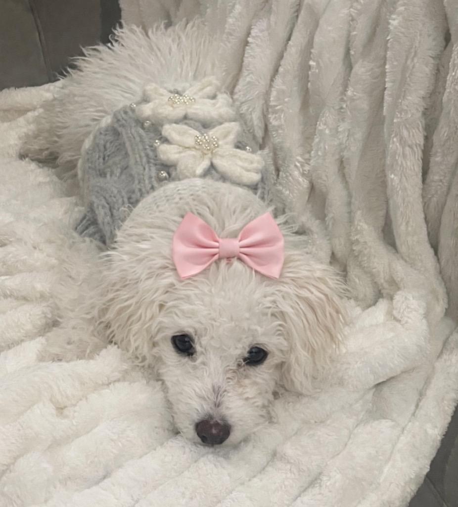 Enlarge Lamby, a Adopted Poodle in Leander, TX image 2/3