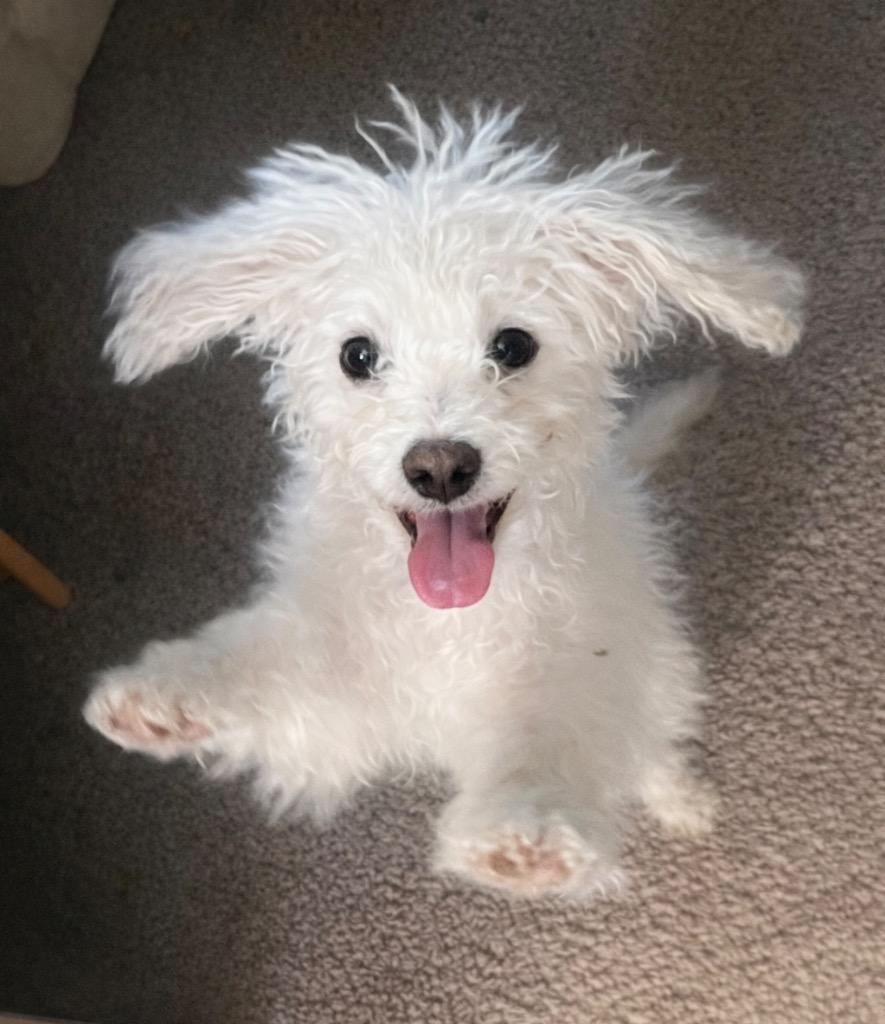 Enlarge Lamby, a Adopted Poodle in Leander, TX image 3/3