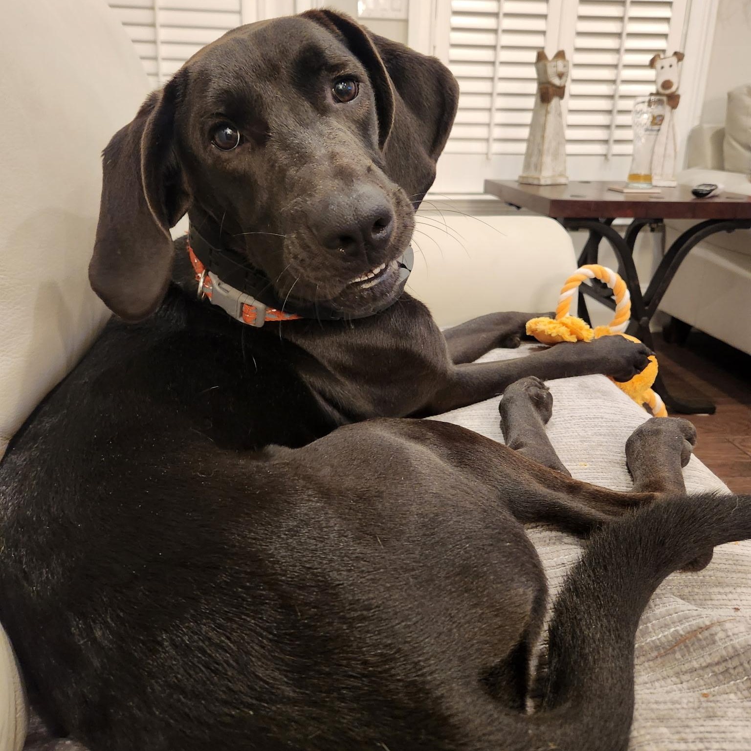 Ace, ADOPTABLE, Young Male Black Labrador Retriever & Hound.