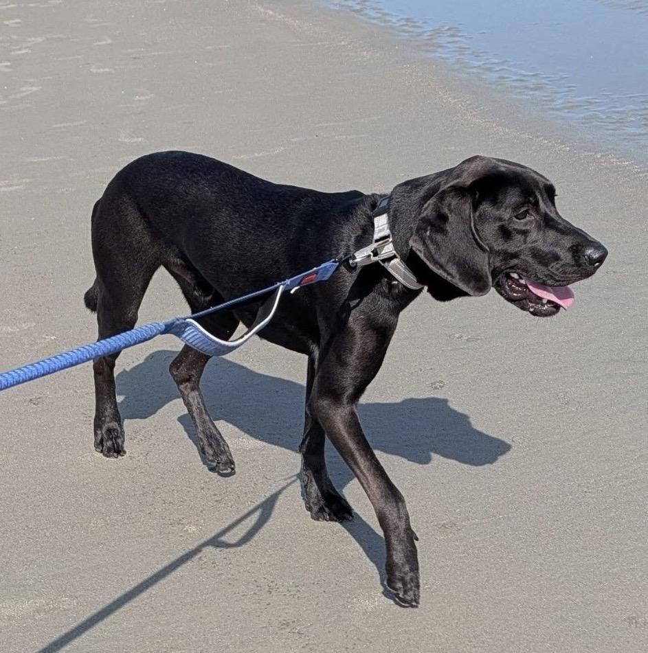 Ace, a ADOPTABLE mixed breed in Calabash, NC image 2/5
