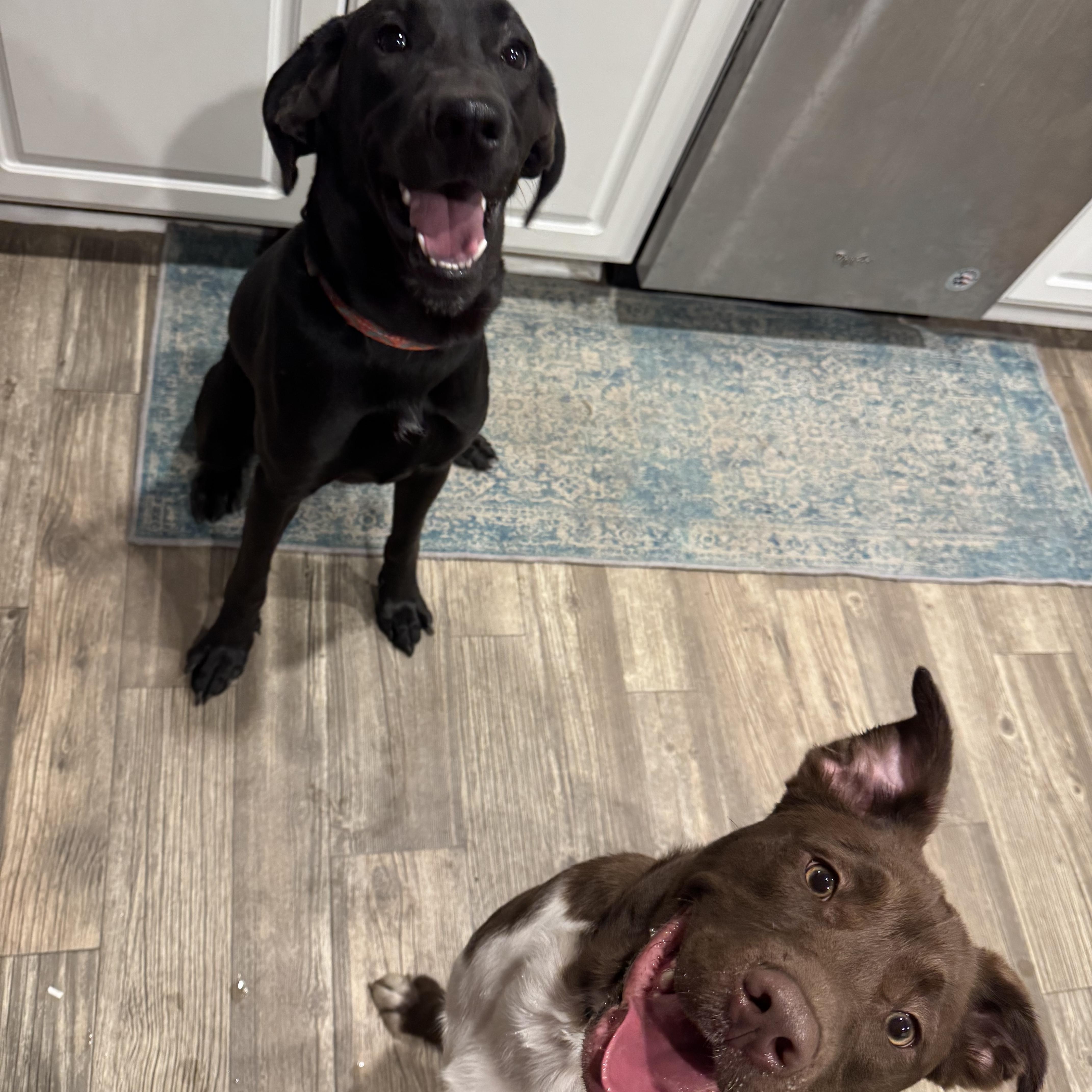 Enlarge Ace, a ADOPTABLE mixed breed in Calabash, NC image 3/3