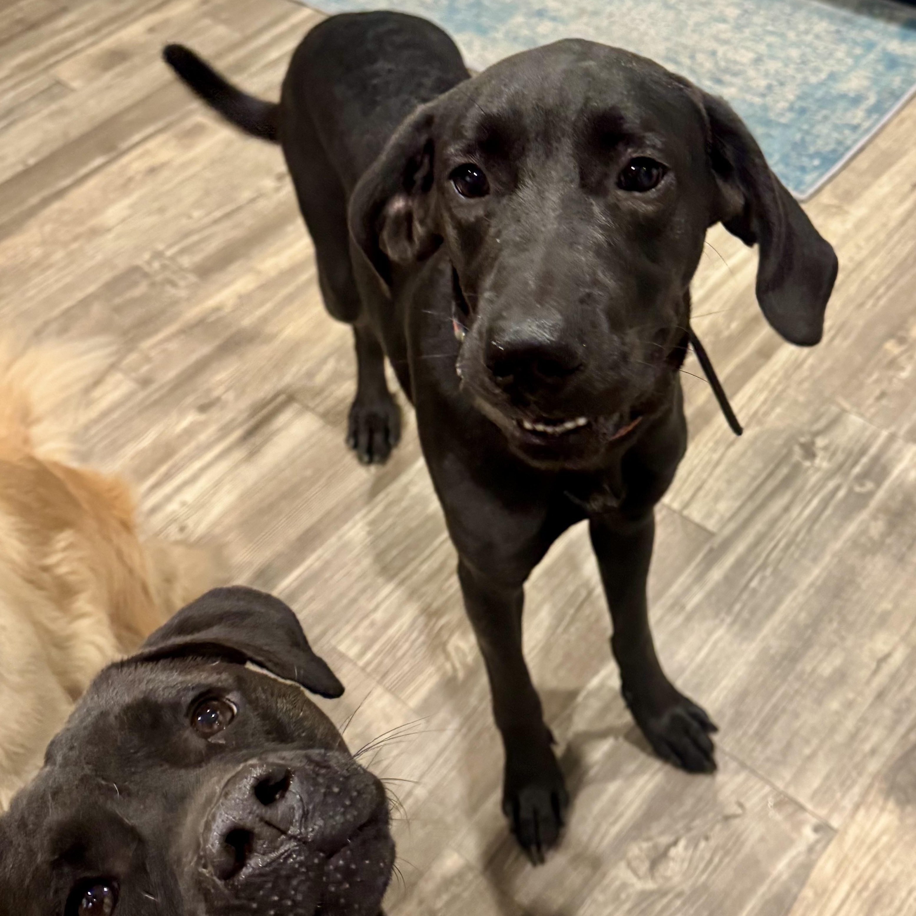 Enlarge Ace, a ADOPTABLE mixed breed in Calabash, NC image 2/3