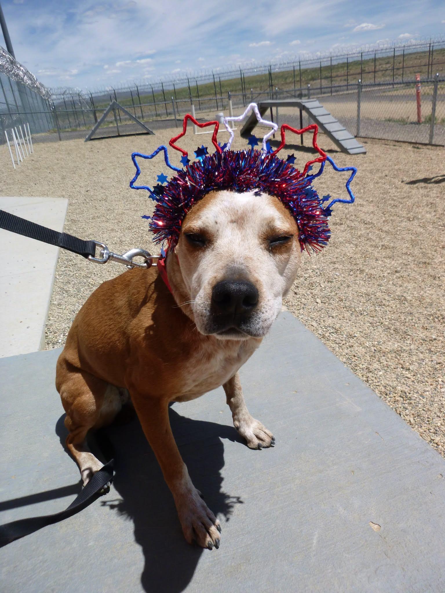 Stormie, adoptable, Adult Female Australian Cattle Dog / Blue Heeler.