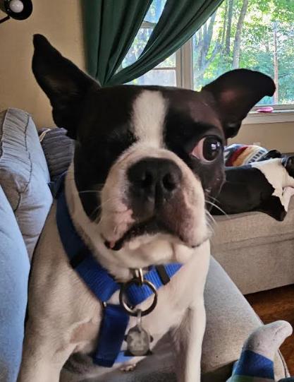 Captain Jack-4950-Canton, NC, Adoptable, Adult Male Boston Terrier.