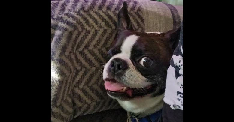 Enlarge Captain Jack-4950-Canton, NC, a Adoptable Boston Terrier in Maryville, TN image 2/3