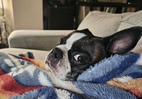 Enlarge Captain Jack-4950-Canton, NC, a Adoptable Boston Terrier in Maryville, TN image 3/3