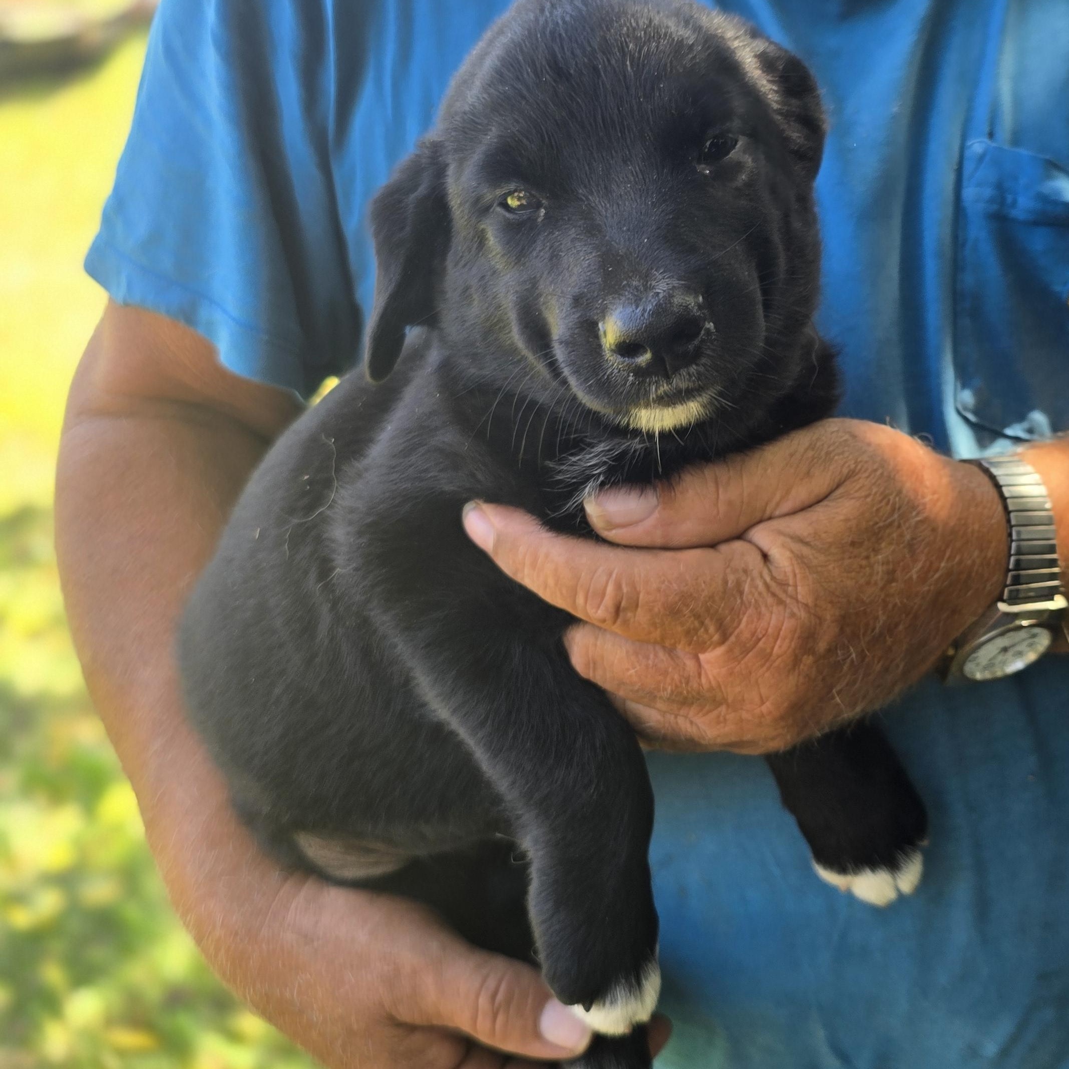 Otis, adopted, Puppy Male Golden Retriever & Labrador Retriever.