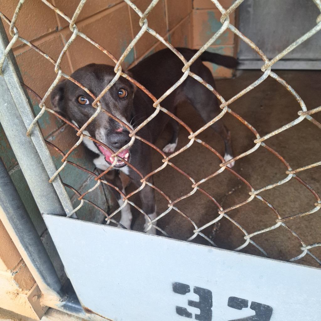 Enlarge Bayou, a Adoptable Labrador Retriever in Gautier, MS image 1/3