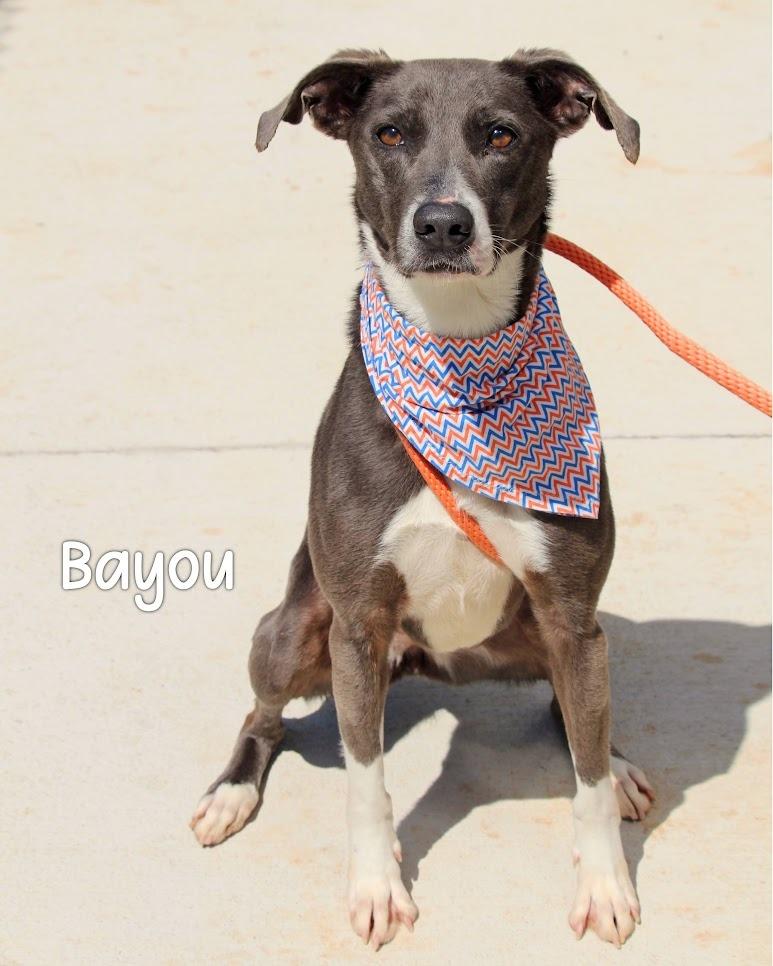 Enlarge Bayou, a Adoptable Labrador Retriever in Gautier, MS image 2/3
