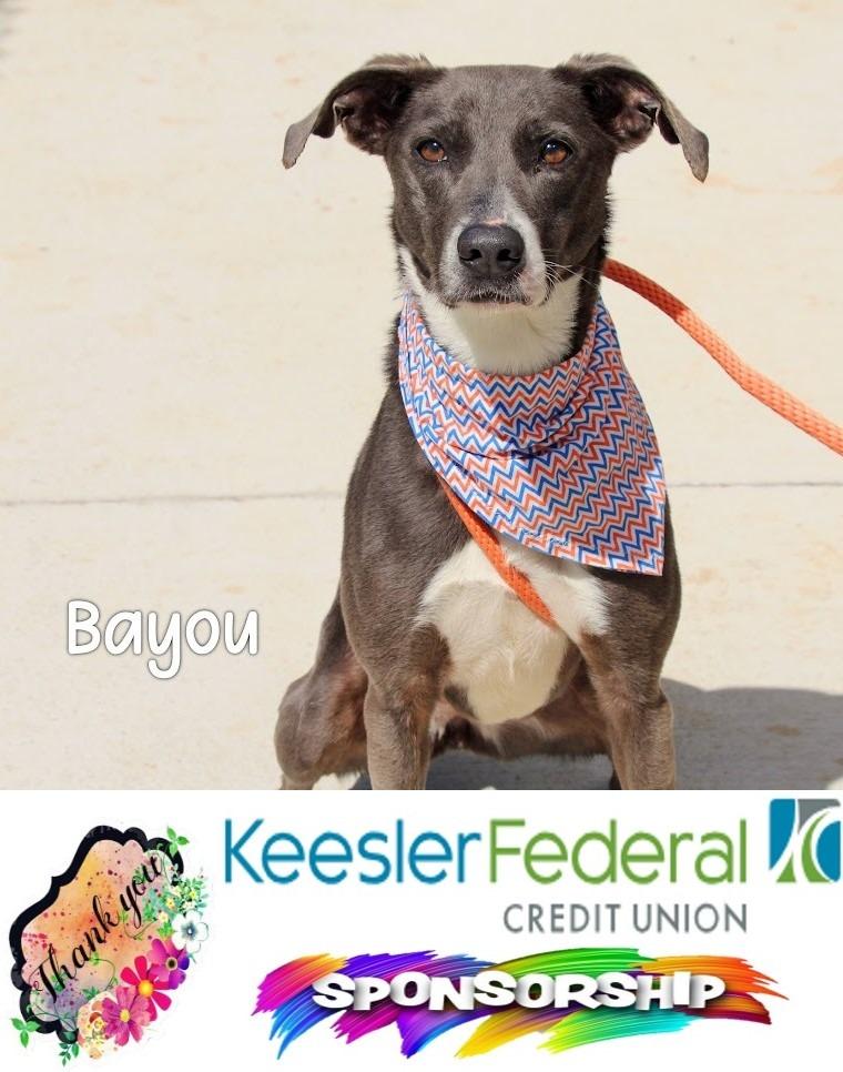 Enlarge Bayou, a Adoptable Labrador Retriever in Gautier, MS image 3/3