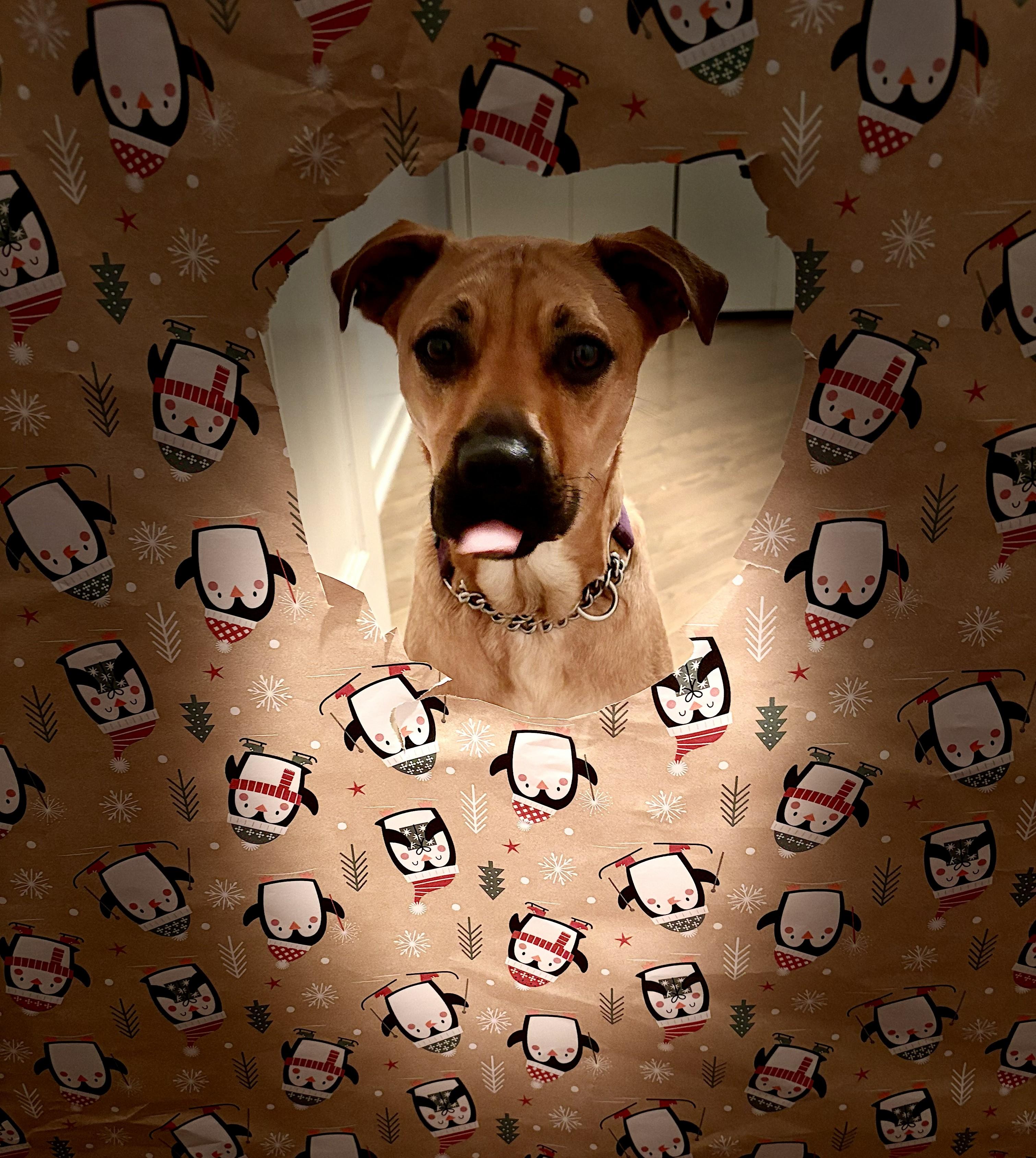 Cinnamon thumbnail 2